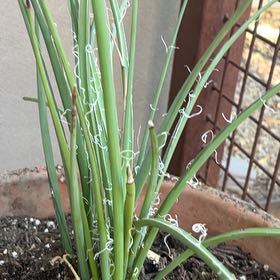 Photo of the plant species Texas Red Yucca by @AngelicFeverfew named Dolores on Greg, the plant care app