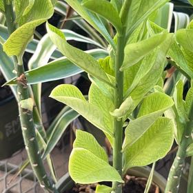 Photo of the plant species Tall Slipper Plant by @AngelicFeverfew named Ronaldo on Greg, the plant care app
