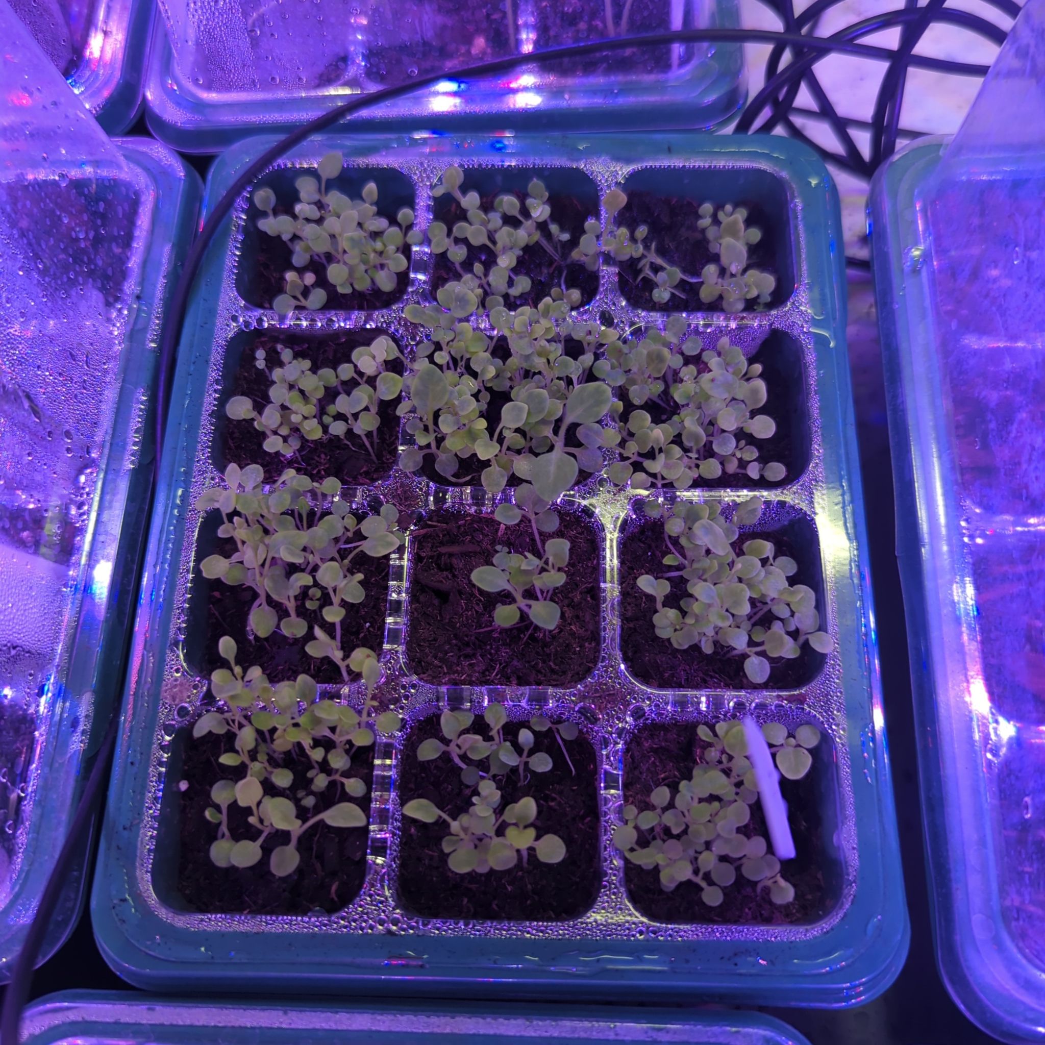 Photo of the plant species Phantom Black Petunia by @MaestroMostii named Achilles on Greg, the plant care app