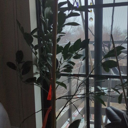 Photo of the plant species Satsuma by @MaestroMostii named Sakura on Greg, the plant care app