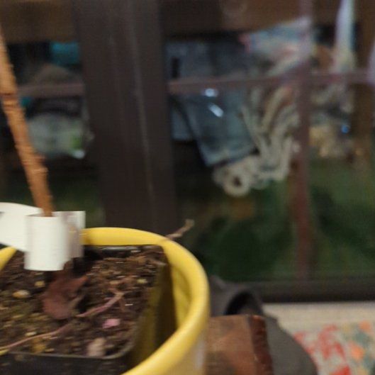 Photo of the plant species Okame cherry tree by @MaestroMostii named The Stallion on Greg, the plant care app