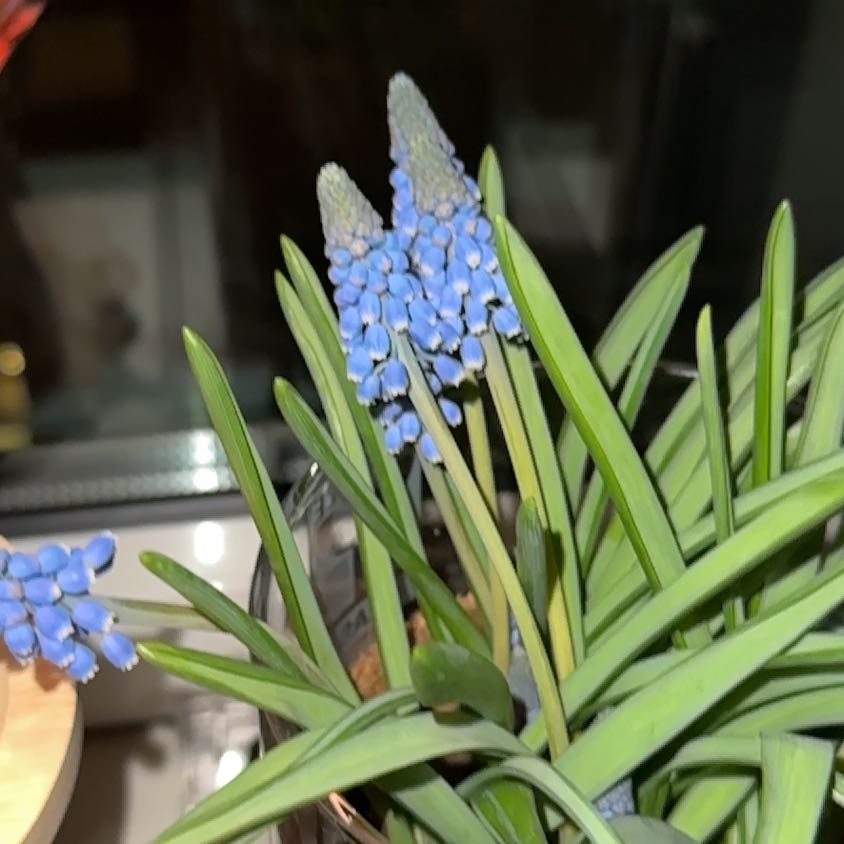 Photo of the plant species Lady Blue Muscari by @alyssajersey named Gaga on Greg, the plant care app
