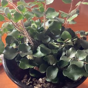 Photo of the plant species Beetleweed by @SweetWorm53 named Rosa on Greg, the plant care app
