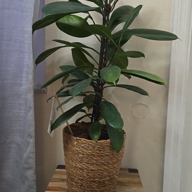 Photo of the plant species Ficus cyathistipuloides by @kimberlief1234 named ChloroPhil on Greg, the plant care app