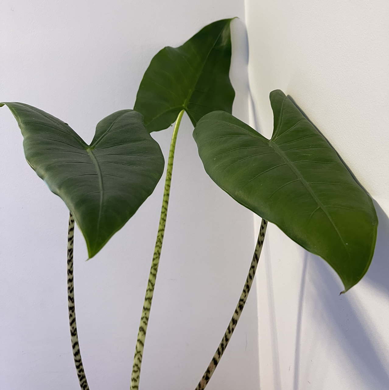 Photo of the plant species Zebra Elephant Ear by @Bigleaves named Fantasy on Greg, the plant care app