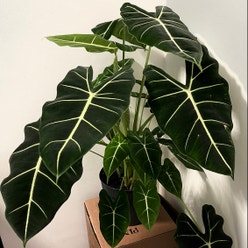 Alocasia 'Frydek' plant