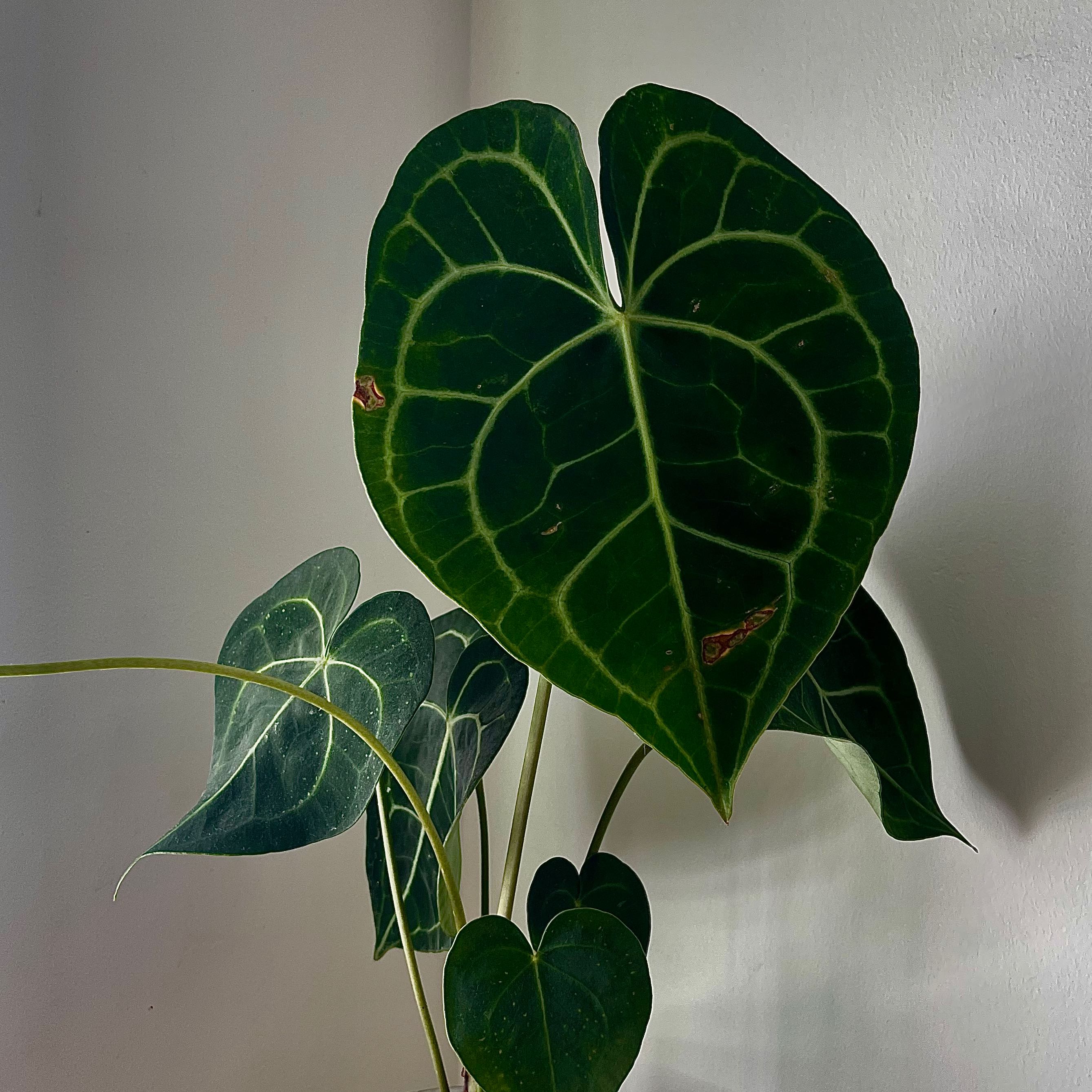 Velvet Cardboard Anthurium with dark green, heart-shaped leaves and prominent white veins.