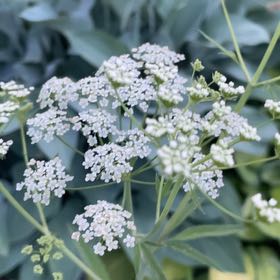 Photo of the plant species Conium Maculatum by @LoyalPawpaw named Drake on Greg, the plant care app