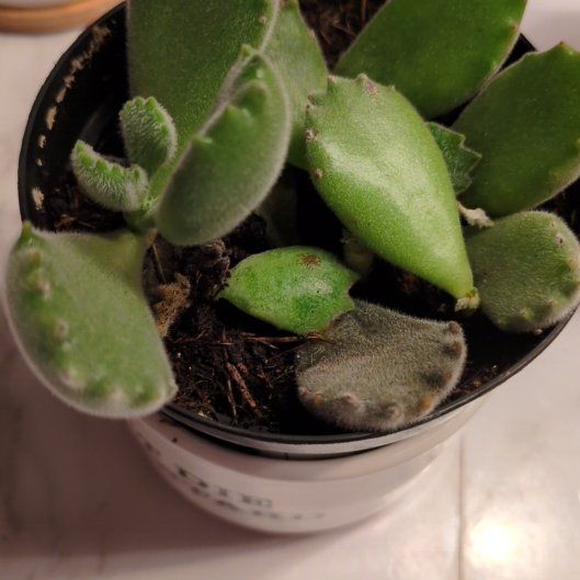 Photo of the plant species Cotyledon tomentosa subsp. ladismithiensis by @KookyWormseed named Delilah on Greg, the plant care app