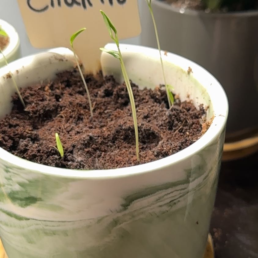 Photo of the plant species Winter Thyme by @ZanyRhapsispalm named Girlfrond on Greg, the plant care app