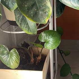Photo of the plant species Homalomena truncata by @OriginalCacto72 named Oscar on Greg, the plant care app