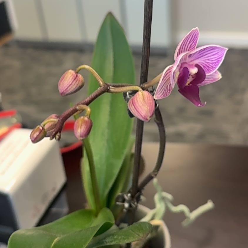 Photo of the plant species Striped Sun Orchid by @HardyDaboecia named Gaga on Greg, the plant care app