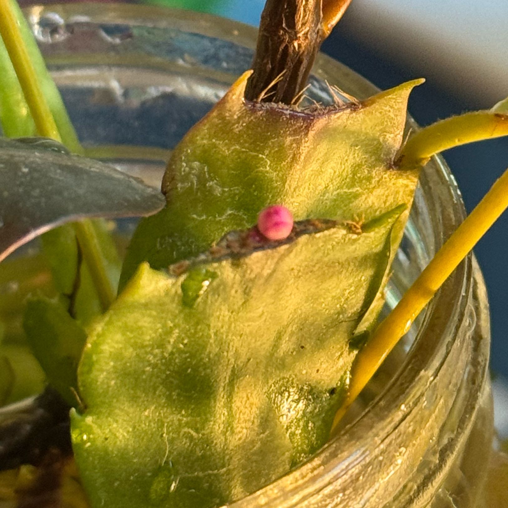 Photo of the plant species Star Lotus by @HardyDaboecia named Taylor Swift on Greg, the plant care app