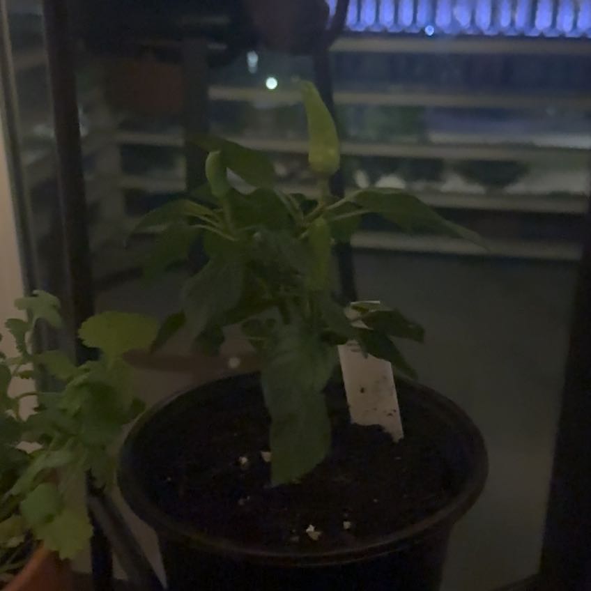 Photo of the plant species Super Chili Pepper by @LucentRedlion named Achilles on Greg, the plant care app