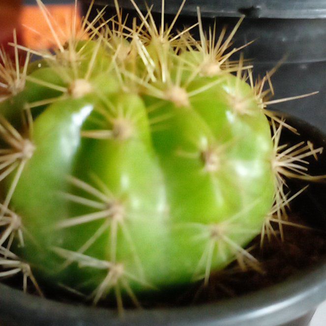 Photo of the plant species Cacto by @BusyKaraka39 named Fufu on Greg, the plant care app