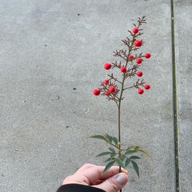 Photo of the plant species Sacred Bamboo by @FreeCrassula named LiloStitch on Greg, the plant care app