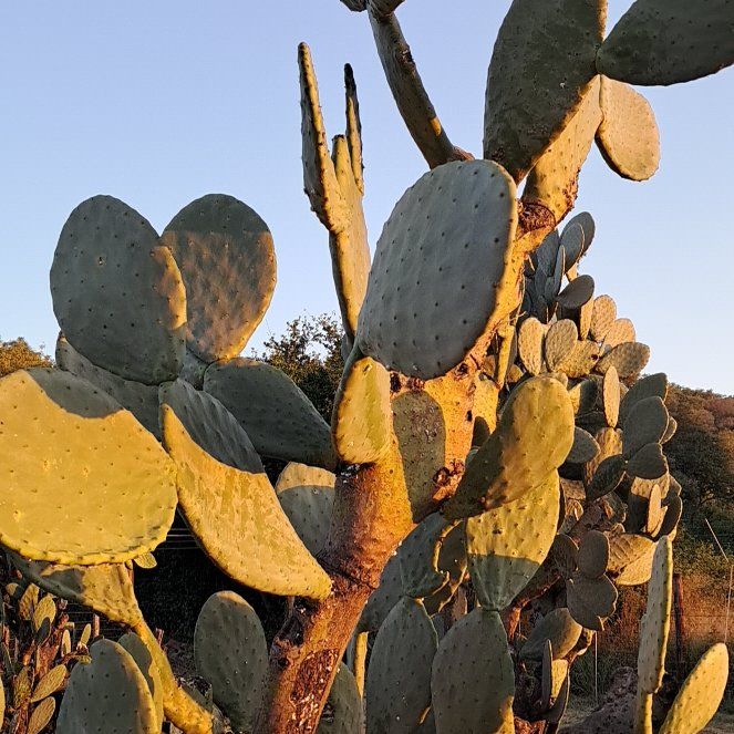 Photo of the plant species Burbank's Spineless Prickly Pear by @JuicyCoojong23 named Ronèl on Greg, the plant care app