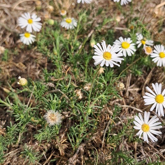 Photo of the plant species Hawkesbury Daisy by @JuicyCoojong23 named Khaleesi on Greg, the plant care app