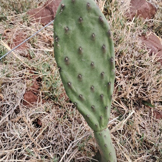 Photo of the plant species Grassland Prickly Pear by @JuicyCoojong23 named Bella on Greg, the plant care app