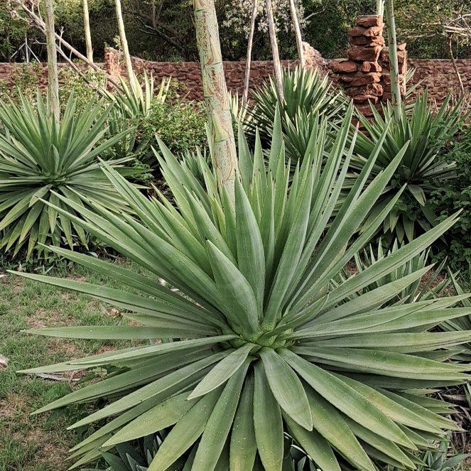 Photo of the plant species Sisal by @JuicyCoojong23 named Sol on Greg, the plant care app