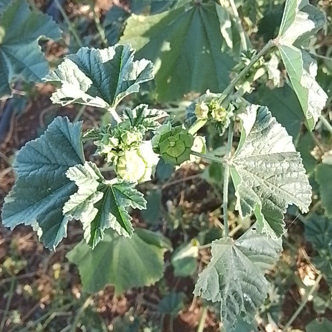 Photo of the plant species Cheeseweed Mallow by @JuicyCoojong23 named Kylie on Greg, the plant care app