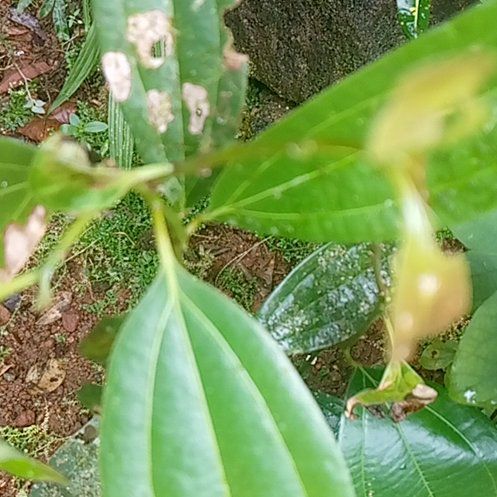 Photo of the plant species Largeflower Fairybells by @SoigneBeans21 named Denali on Greg, the plant care app