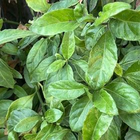 Photo of the plant species Ashitaba 'Tomorrow's Leaf' by @NewRamsons84 named Michelle Branch on Greg, the plant care app