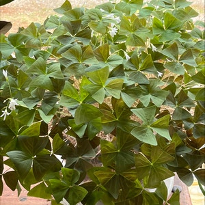 Oxalis Triangularis plant photo by @eric named Lucky on Greg, the plant care app.