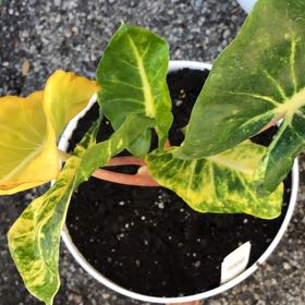 Photo of the plant species Alocasia New Guinea Gold by @UniqueCorndaisy named Madonna on Greg, the plant care app