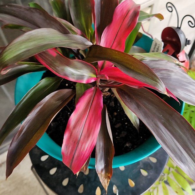 Photo of the plant species Cordyline 'Ruby' by @TenderBushlily named Muhammad Ali on Greg, the plant care app