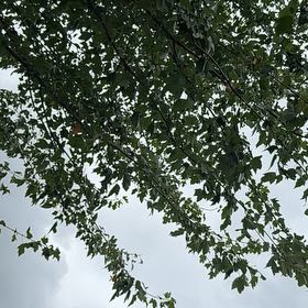 Photo of the plant species River Birch by @FullWhiskfern49 named Osmo on Greg, the plant care app