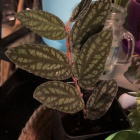 Photo of the plant species Pellonia Pulchra by @YeveSnowgentian named Kendall on Greg, the plant care app