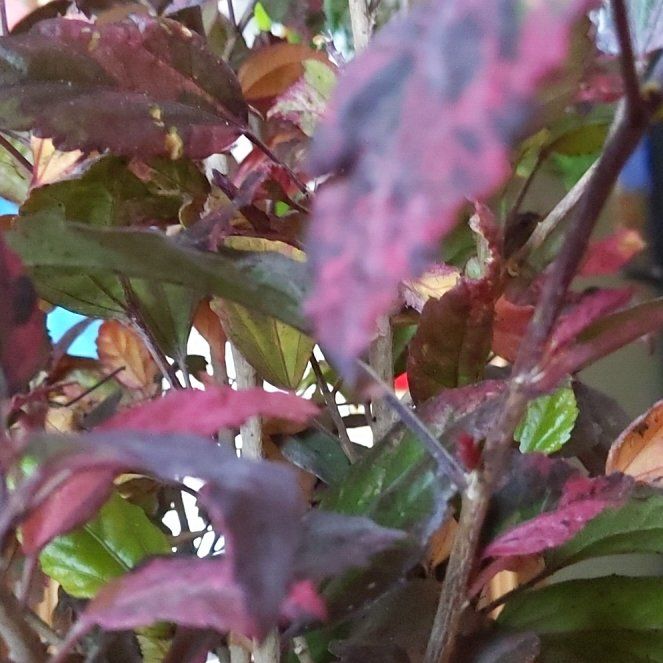 Photo of the plant species Variegated Red Hot Hibiscus by @ClearBiggalleta named Gates on Greg, the plant care app