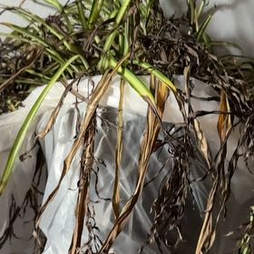Photo of the plant species Mountain Flax by @KindWildparsnip named da Vinci on Greg, the plant care app