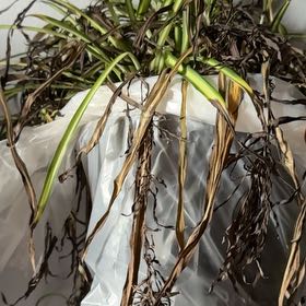 Photo of the plant species Mountain Flax by @KindWildparsnip named Planty on Greg, the plant care app