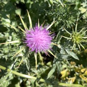 Photo of the plant species Blessed Milk Thistle by @KeySugarpine39 named Planty on Greg, the plant care app