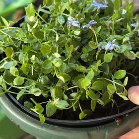Photo of the plant species Pratia County Park Kelsey by @UprightRadish68 named Harmony on Greg, the plant care app