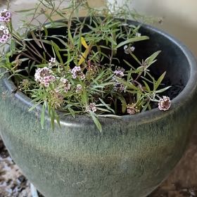 Photo of the plant species Sweet Alyssum by @UprightRadish68 named Duke on Greg, the plant care app