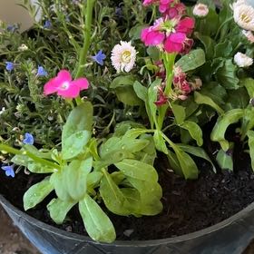 Photo of the plant species Brompton Stock by @UprightRadish68 named Achilles on Greg, the plant care app
