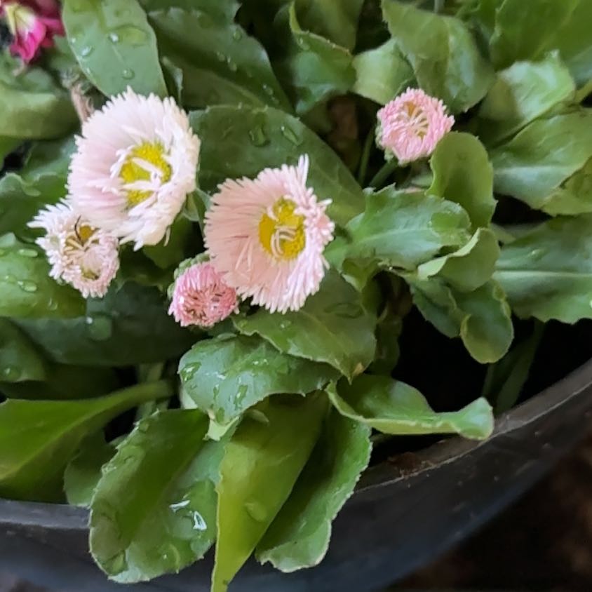 Photo of the plant species Daisy by @UprightRadish68 named Gomez on Greg, the plant care app