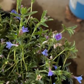 Photo of the plant species Shrubby Gromwell by @UprightRadish68 named Miley on Greg, the plant care app