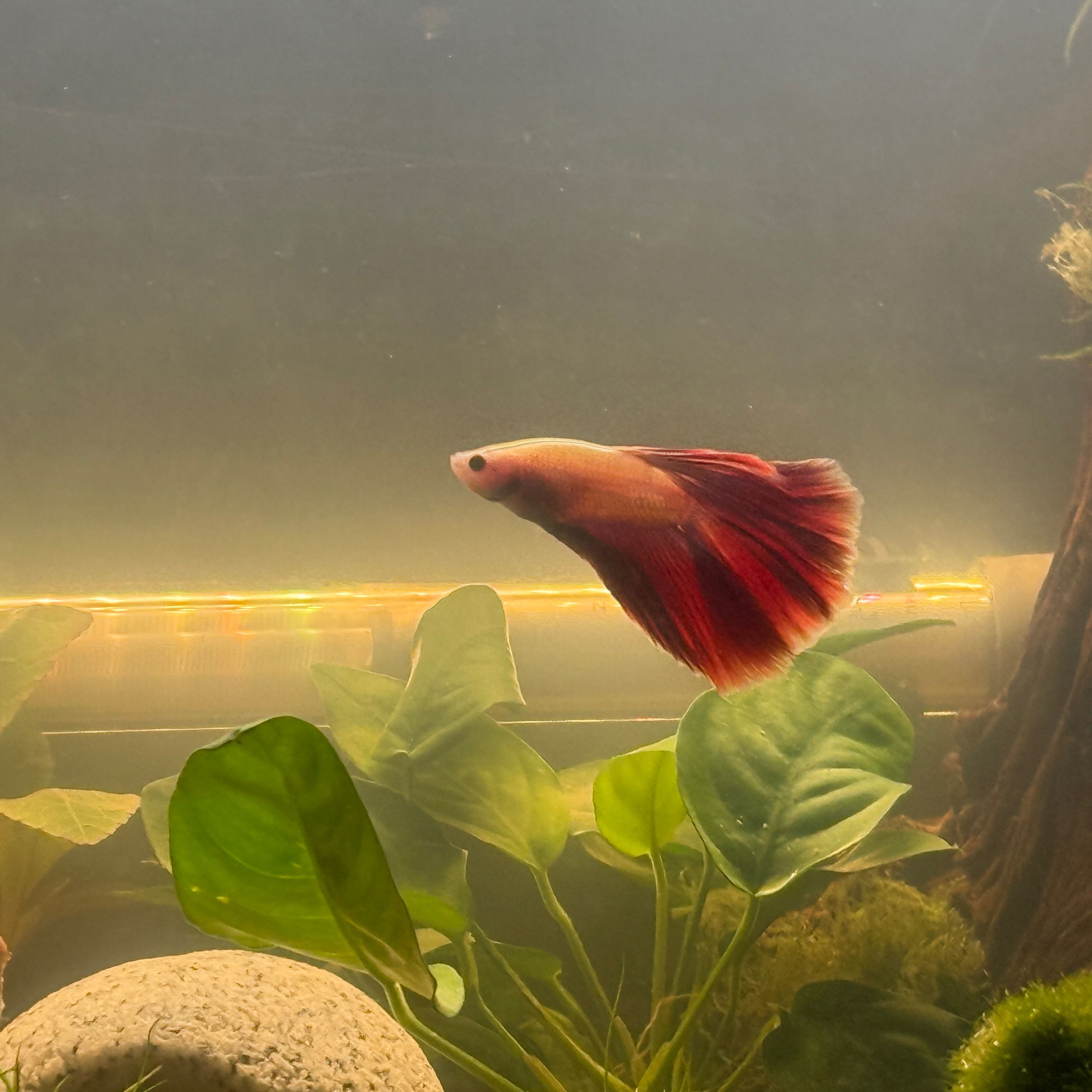 Photo of the plant species Anubias Barteri by @EquableLoquat named Robert Plant on Greg, the plant care app