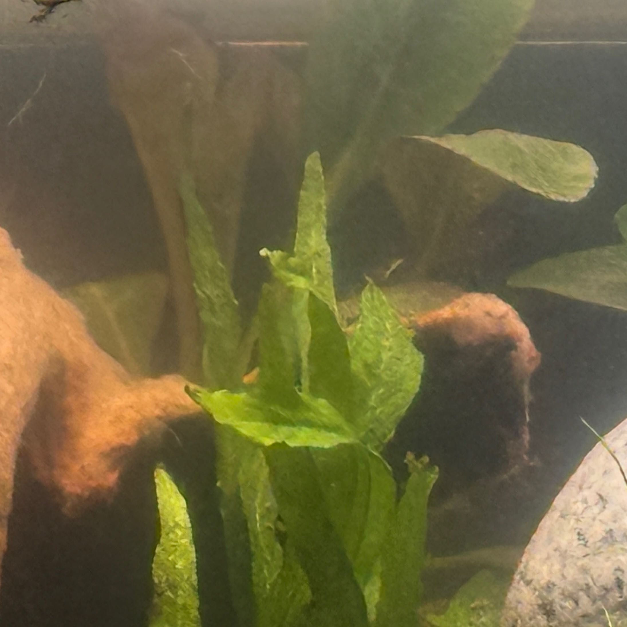 Photo of the plant species Java Fern 'Tropica' by @EquableLoquat named Navajo on Greg, the plant care app