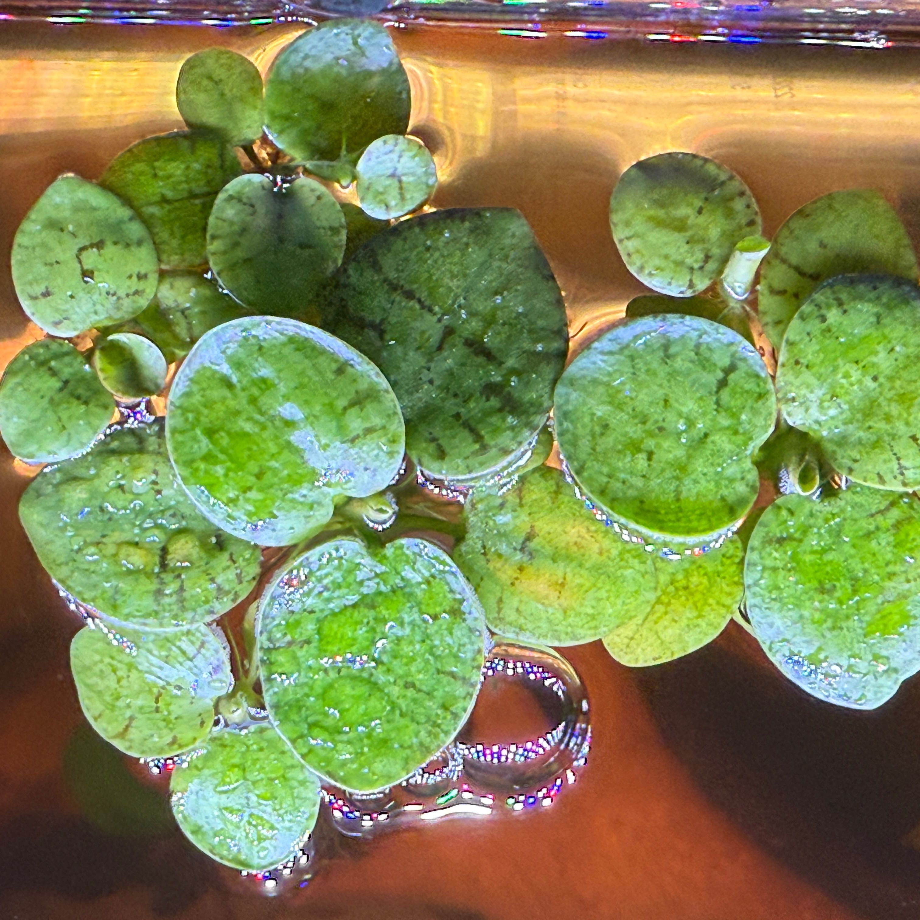 Photo of the plant species Amazon Frogbit by @EquableLoquat named Rainier on Greg, the plant care app