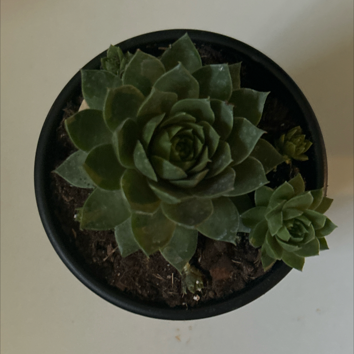 Albert