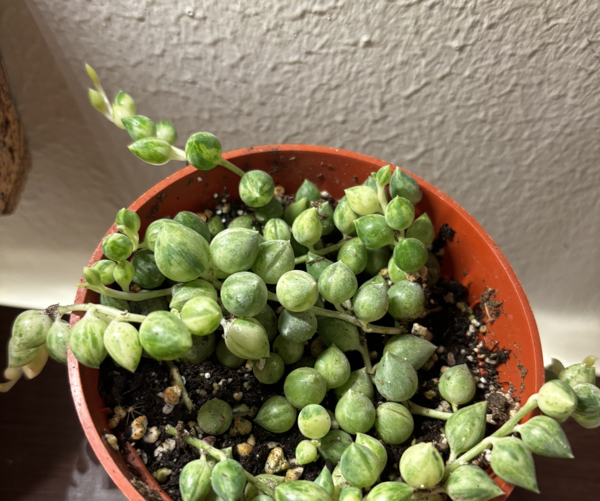 Photo of the plant species Angel's Tears by @Kodaksplants named Angel on Greg, the plant care app