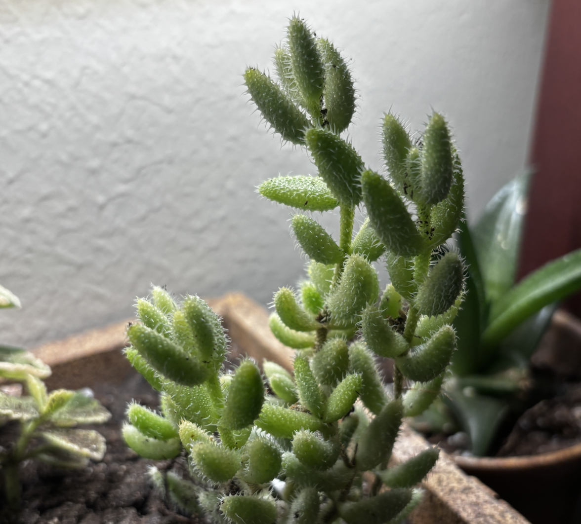 Photo of the plant species Variegated Pickle Plant by @Kodaksplants named Pickle on Greg, the plant care app