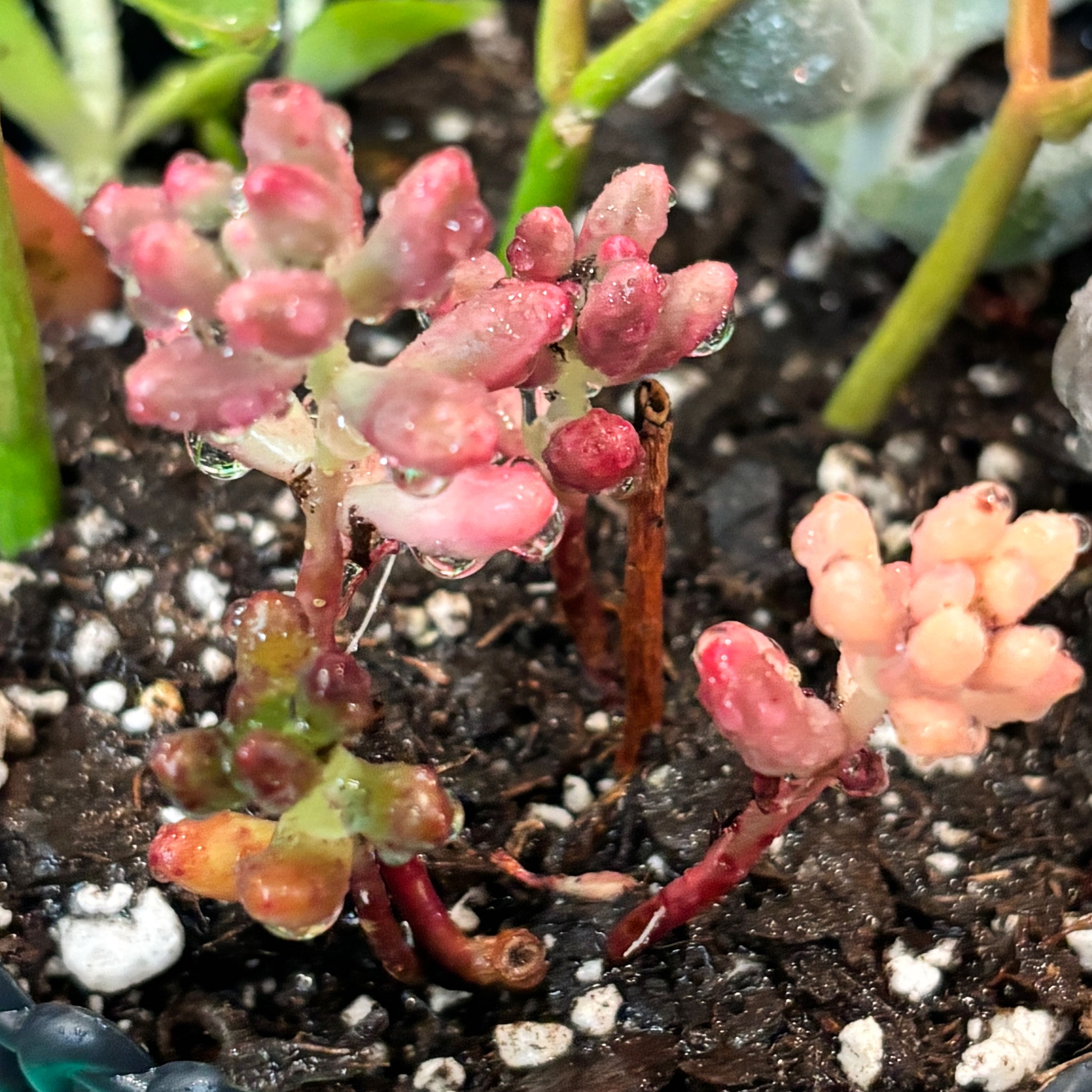 Photo of the plant species Jelly Bean Plant by @Kodaksplants named Aurora on Greg, the plant care app