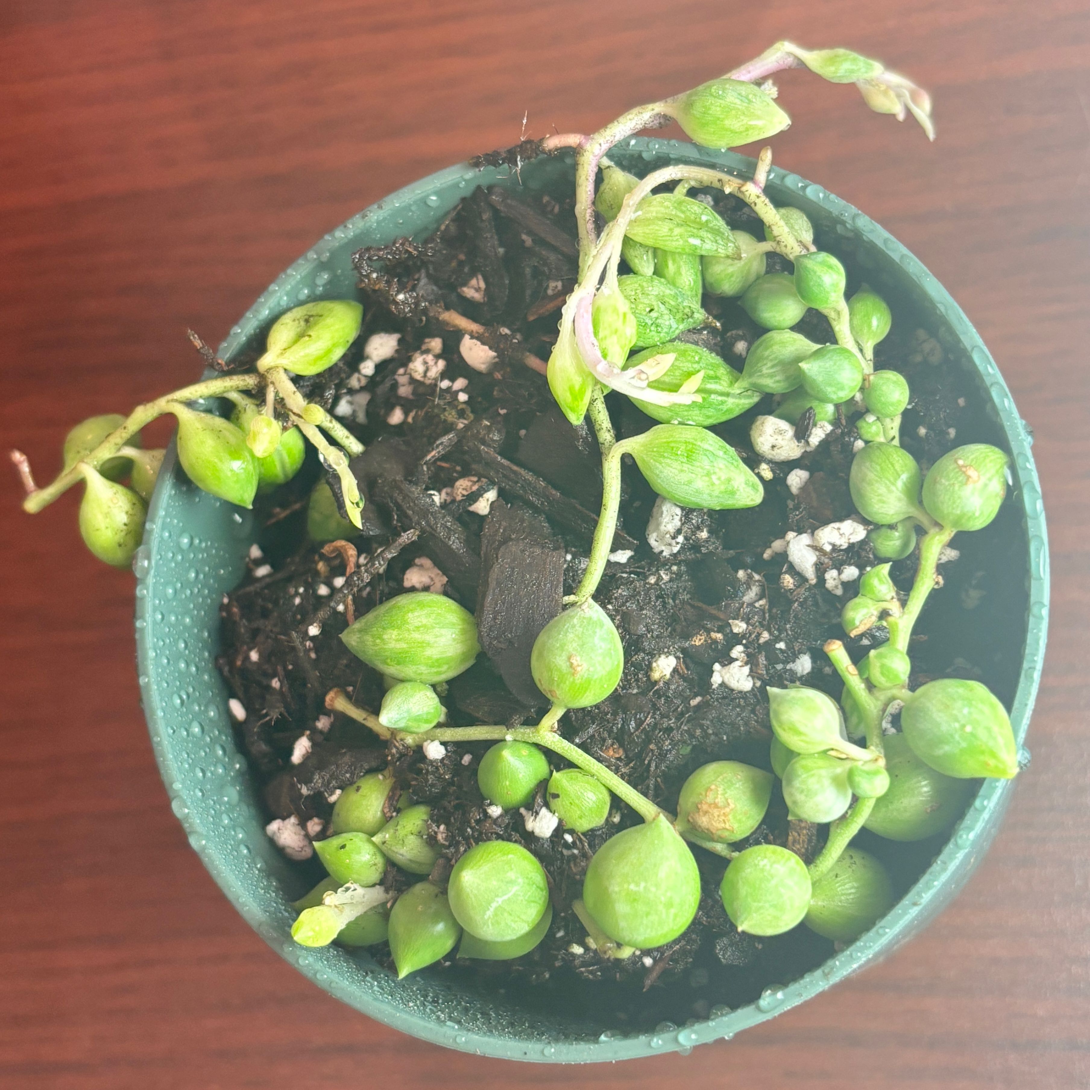 Photo of the plant species Angel Tears Varigated by @Kodaksplants named Baby angel tears on Greg, the plant care app