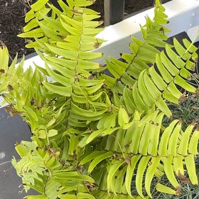 Photo of the plant species Sickle Fern by @PoetLuckystripe named Rosa on Greg, the plant care app